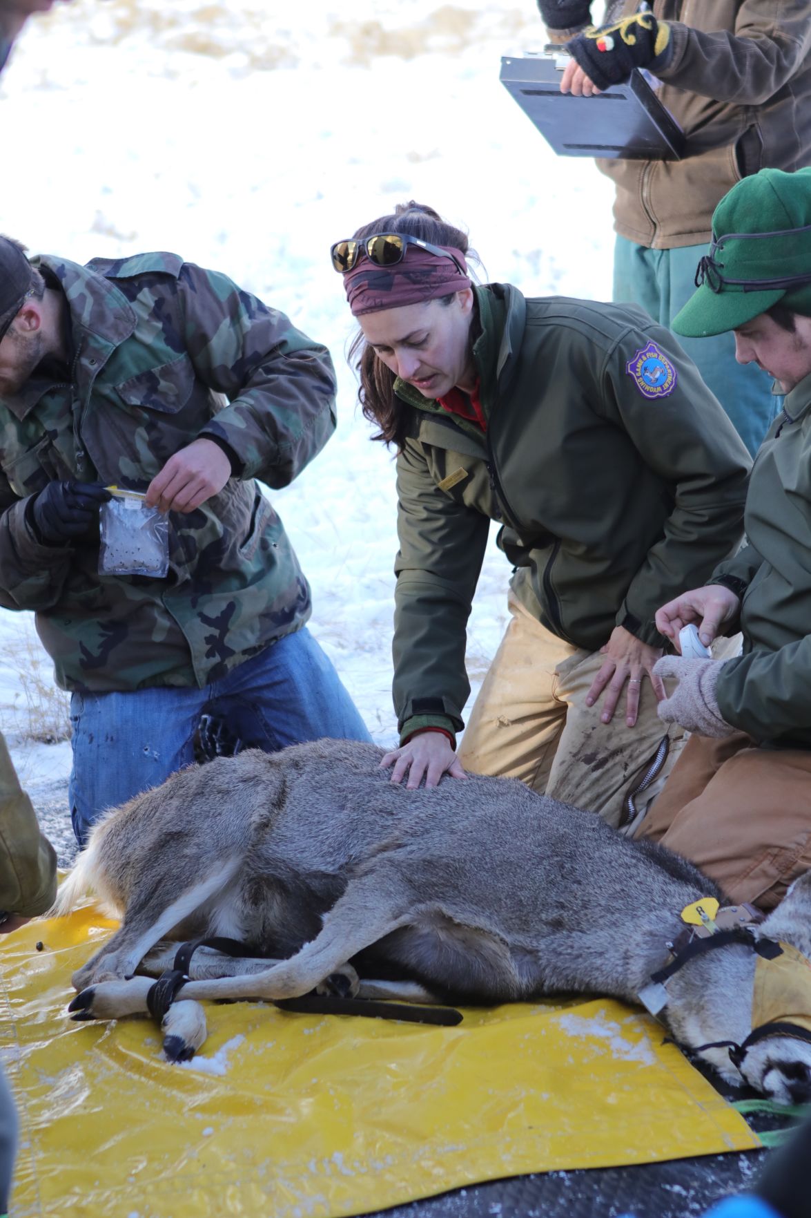 Mule deer